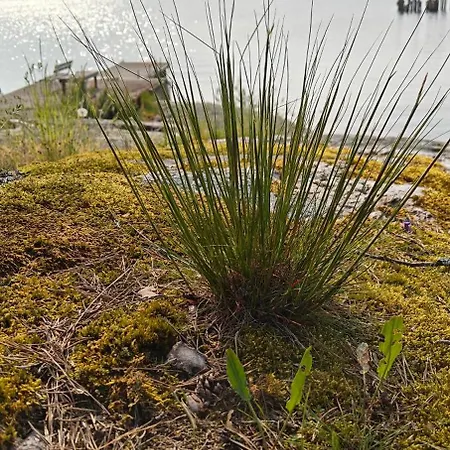 Pensar & Ravintola Sandvik